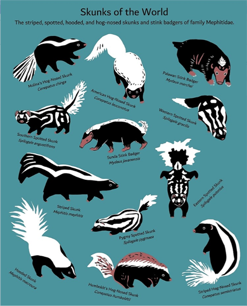 SkunksoftheWorld