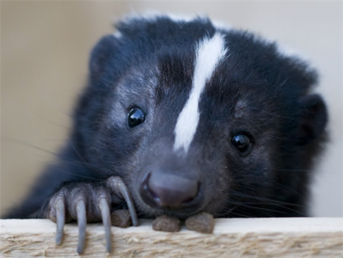 CuteSkunk